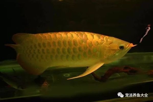 形容銀龍魚漂亮的詞語(贊美銀龍魚漂亮的詞語)