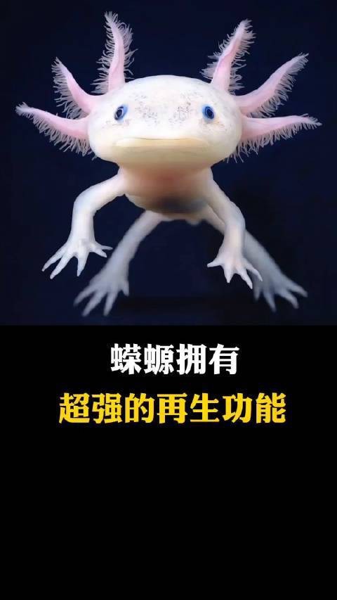 蠑螈腿爛了能自愈嗎