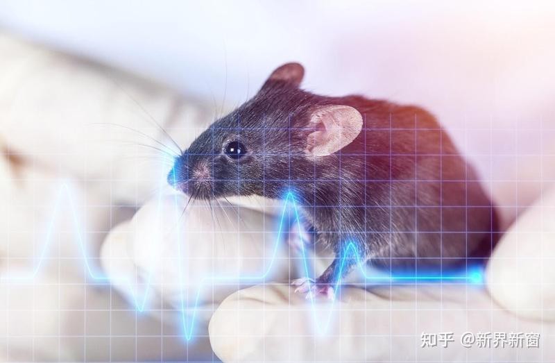 實驗動物公司十大排名