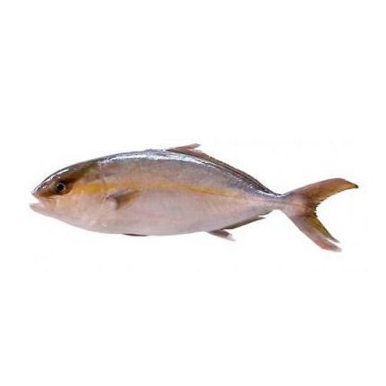 紅甘魚