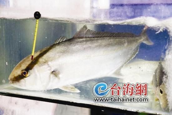 紅甘魚