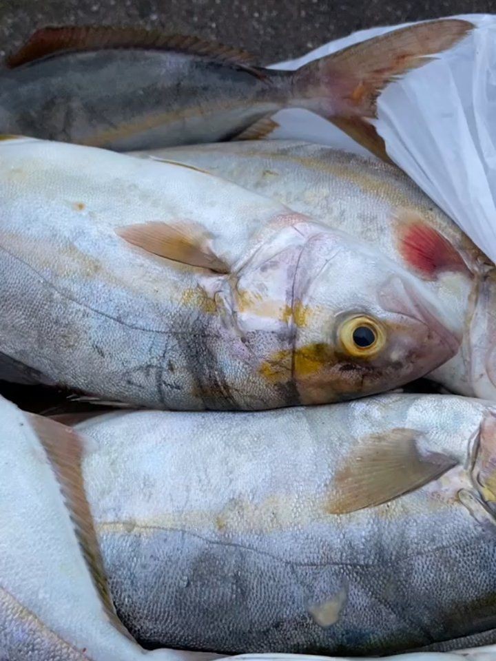 紅甘魚