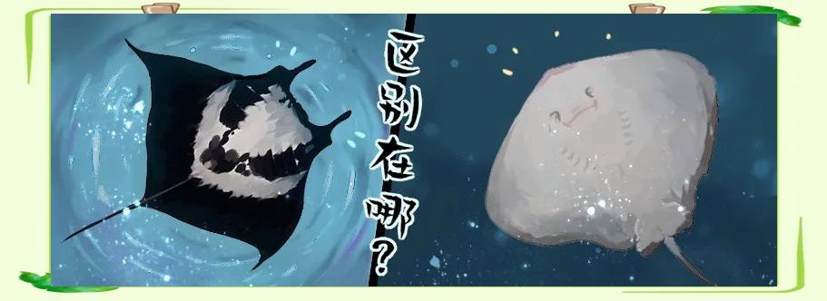 蝠鲼和鰩魚的區(qū)別