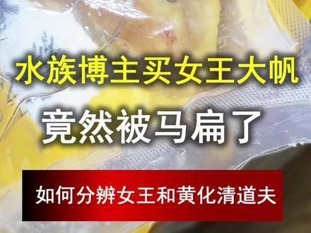 女王大帆公母最簡單辨認
