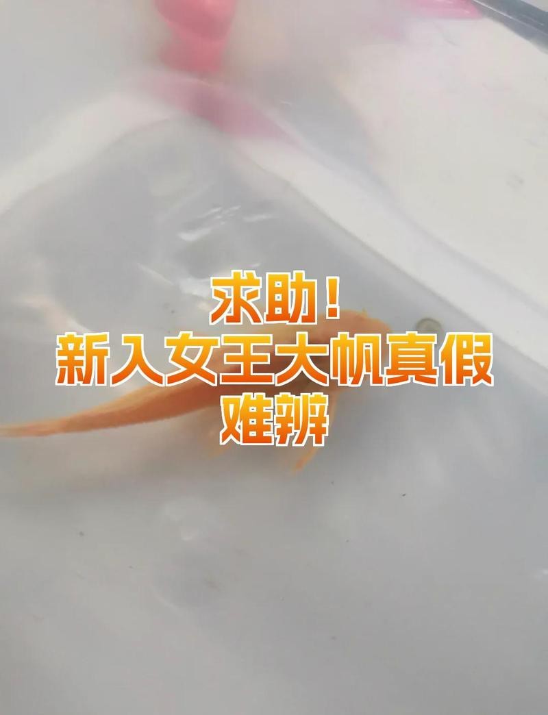 女王大帆公母最簡單辨認