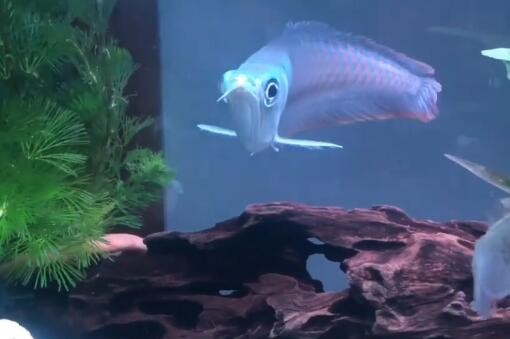 銀龍魚的水溫是多少(銀龍魚一般水溫是多少)