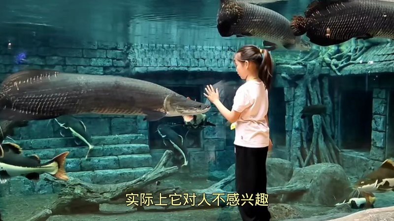 巨骨舌魚吃人嗎