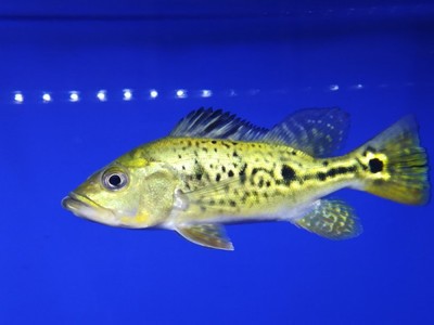 銀龍魚喂活魚好嗎(銀龍魚可以喂活魚嗎)