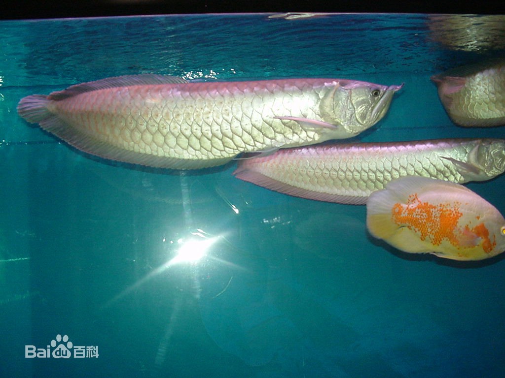 銀龍魚圖片大全大圖公母分辨(銀龍魚圖片大全大圖公母分辨圖)