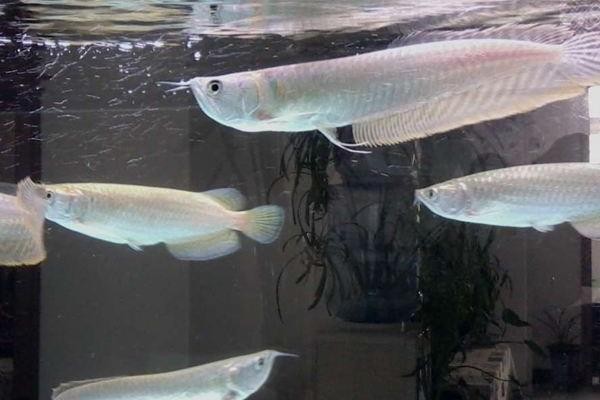 銀龍魚圖片大全大圖公母分辨(銀龍魚圖片大全大圖公母分辨圖)