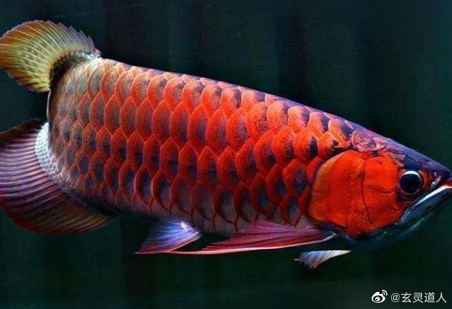 龍魚養一只會邪門嗎