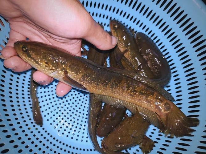 海南雷龍魚品種大全圖