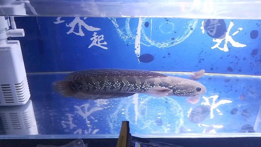 海南雷龍魚品種大全圖