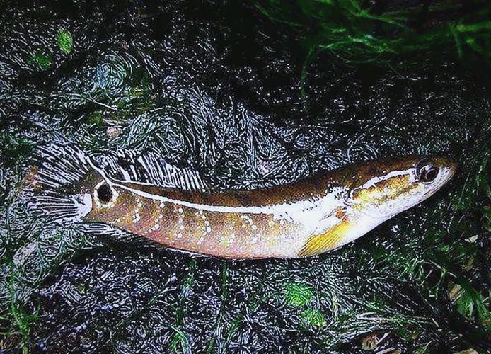海南雷龍魚品種大全圖