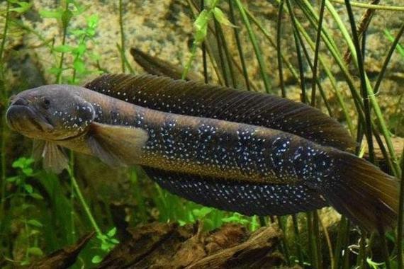 海南雷龍魚品種大全圖