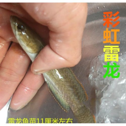 海南雷龍魚品種大全圖