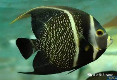 銀龍魚咬別的魚嗎圖片大全(銀龍魚咬別的魚嗎圖片大全視頻)
