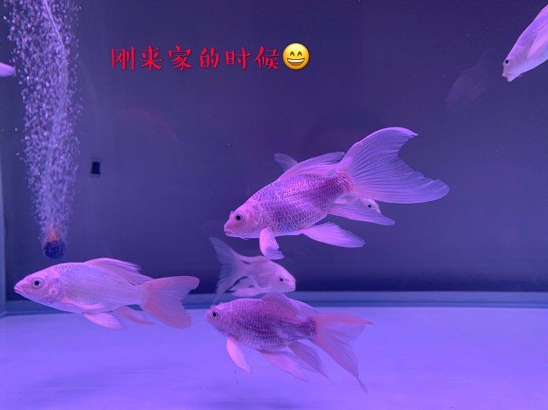蝴蝶鯉返祖魚是啥樣的