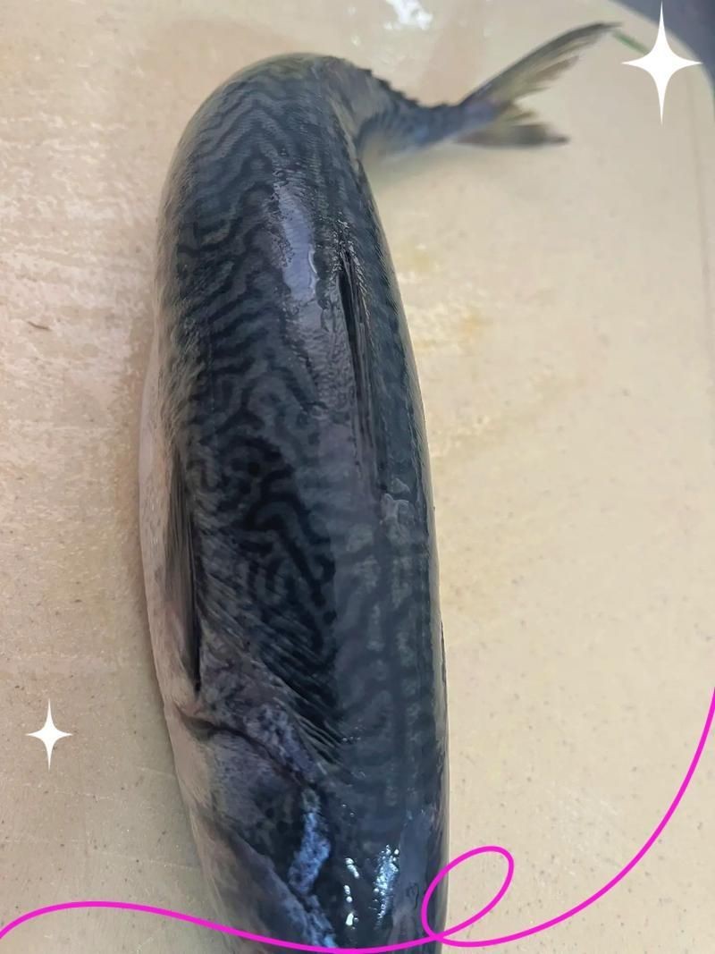 花仙魚和秋刀魚的區別