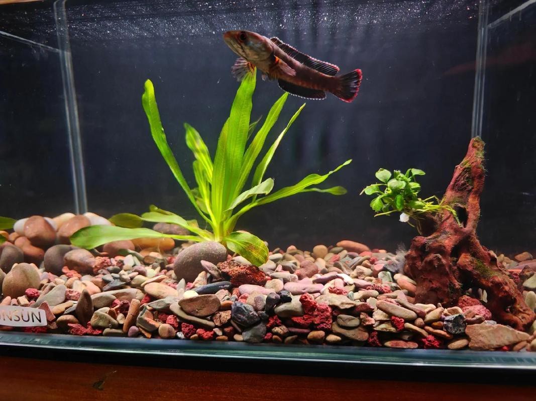 七彩雷龍魚發色變淺