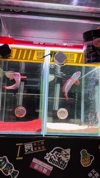 七彩雷龍魚發色變淺