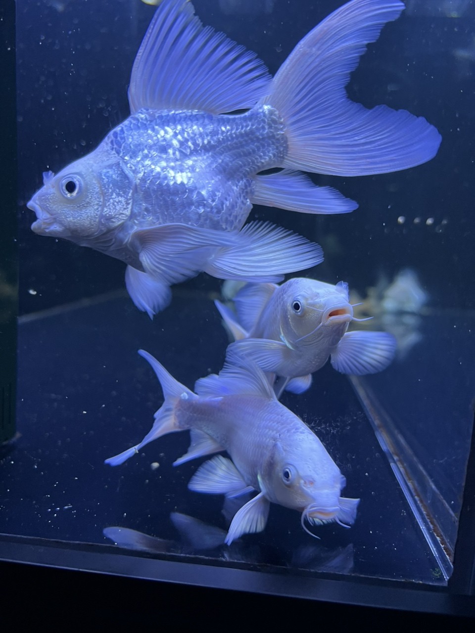 能幫我看看我這個蝴蝶鯉的品相如何嘛