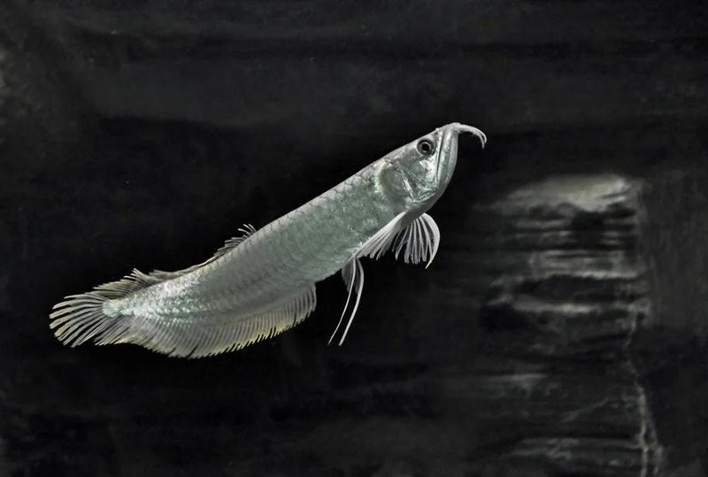 銀龍魚養多久才長到50cm