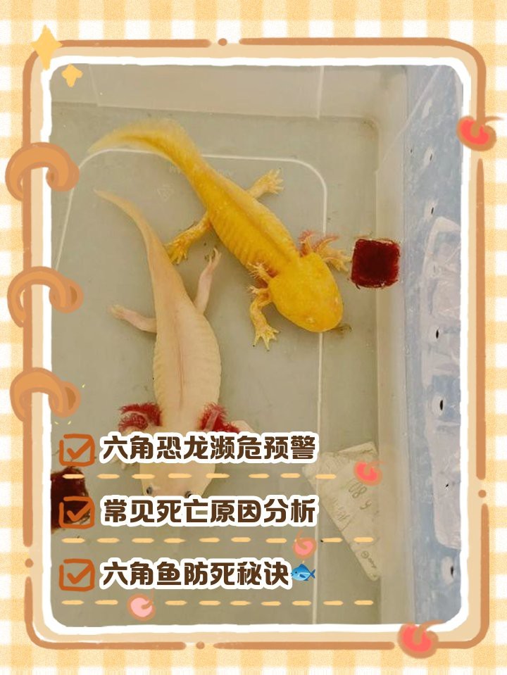 六角恐龍死了預示