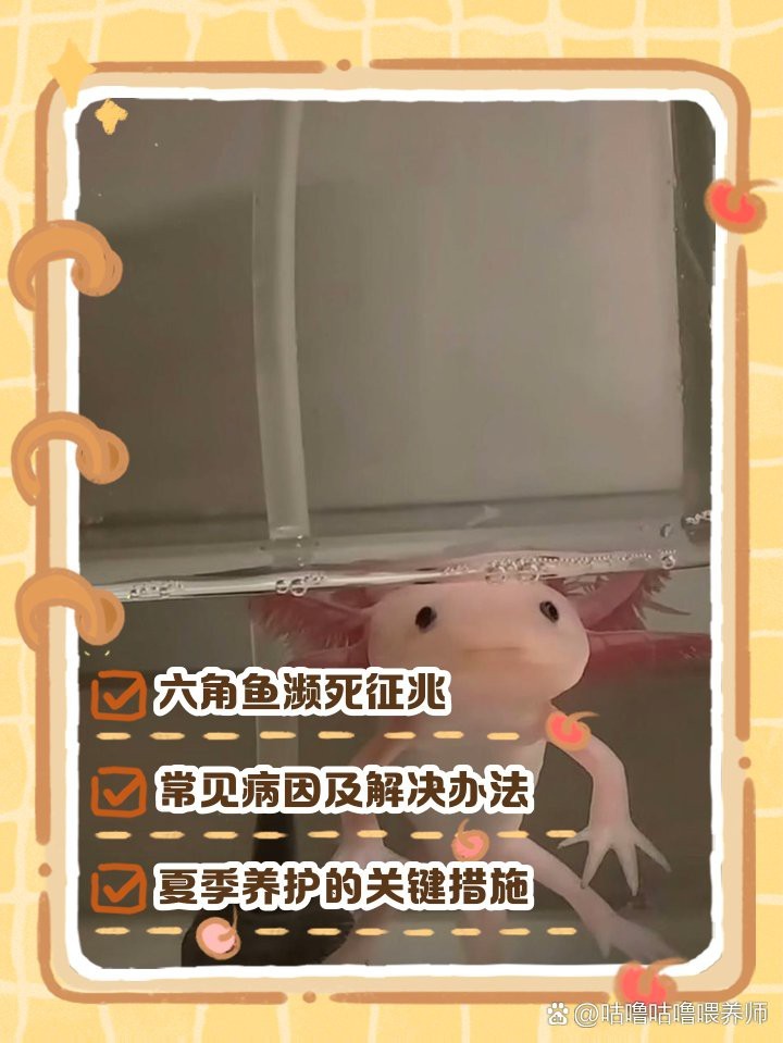 六角恐龍死了預示