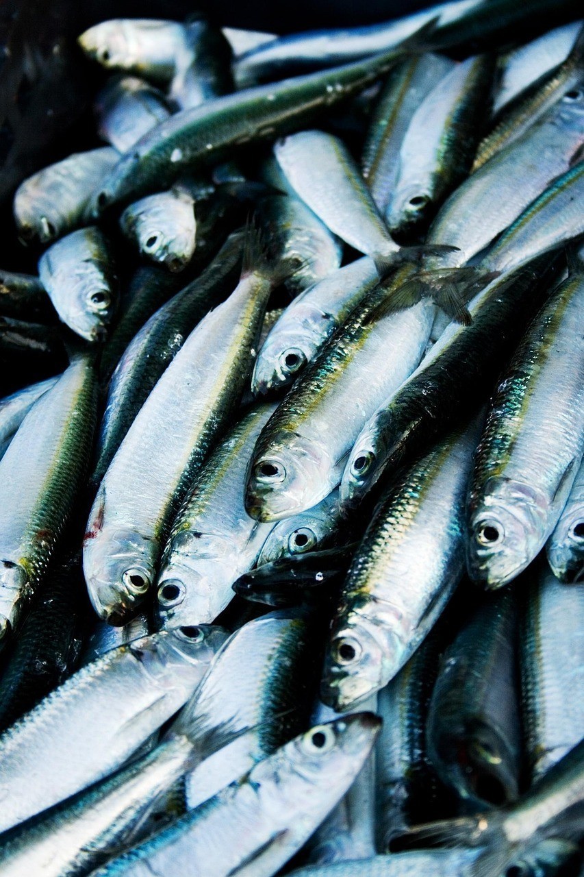 黃鰭鯧魚最貴的三個品種