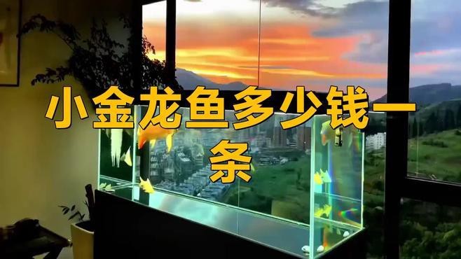 過背金龍魚幼魚的價格是多少？