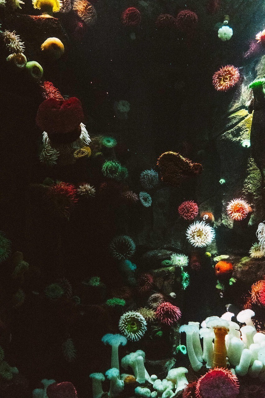 伊寧市風之錦水族館(伊寧市風之錦水族館電話) 全國水族館企業名錄 第1張 伊寧市風之錦水族館(伊寧市風之錦水族館電話) 伊寧市風之錦水族館(伊寧市風之錦水族館電話) 全國水族館企業名錄 第1張