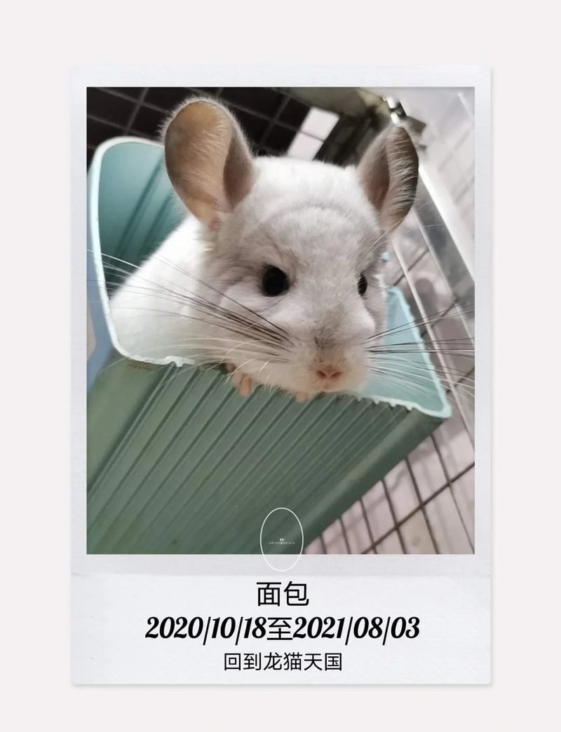 如何判斷龍貓是否患有先天性疾病？