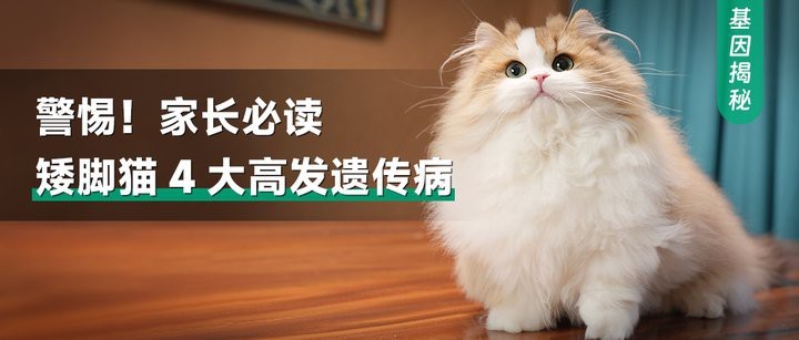 如何判斷龍貓是否患有先天性疾病？