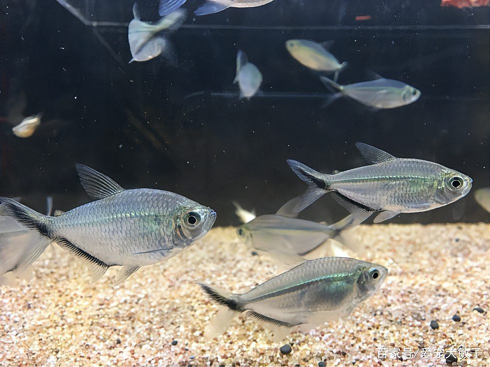 60缸養多少黑尾大勾 60缸養多少黑尾大勾 龍魚論壇 第2張