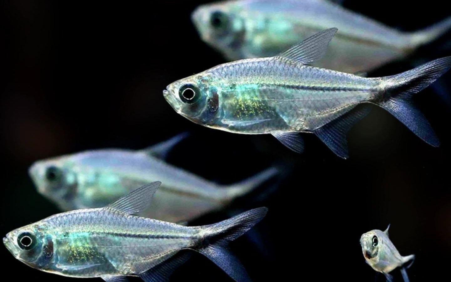 60缸養多少黑尾大勾 60缸養多少黑尾大勾 龍魚論壇 第6張