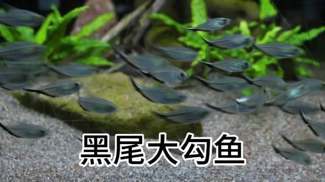 60缸養多少黑尾大勾 60缸養多少黑尾大勾 龍魚論壇 第5張
