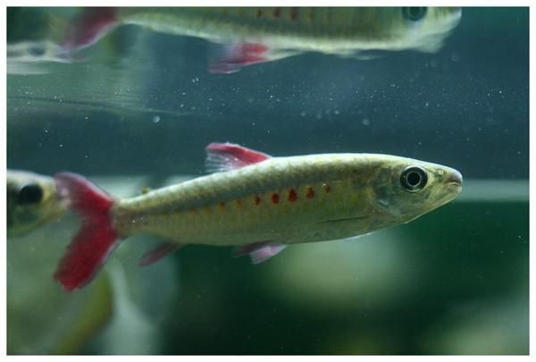 紅尾平克魚圖片