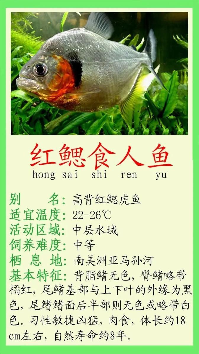 紅尾平克魚圖片
