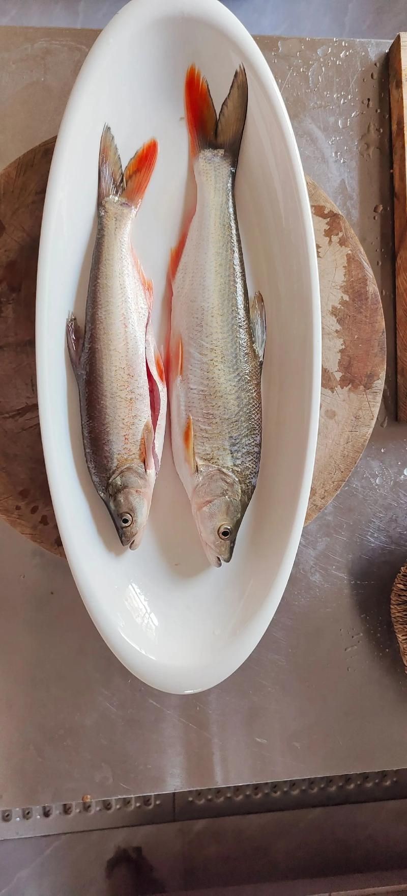 紅尾平克魚圖片