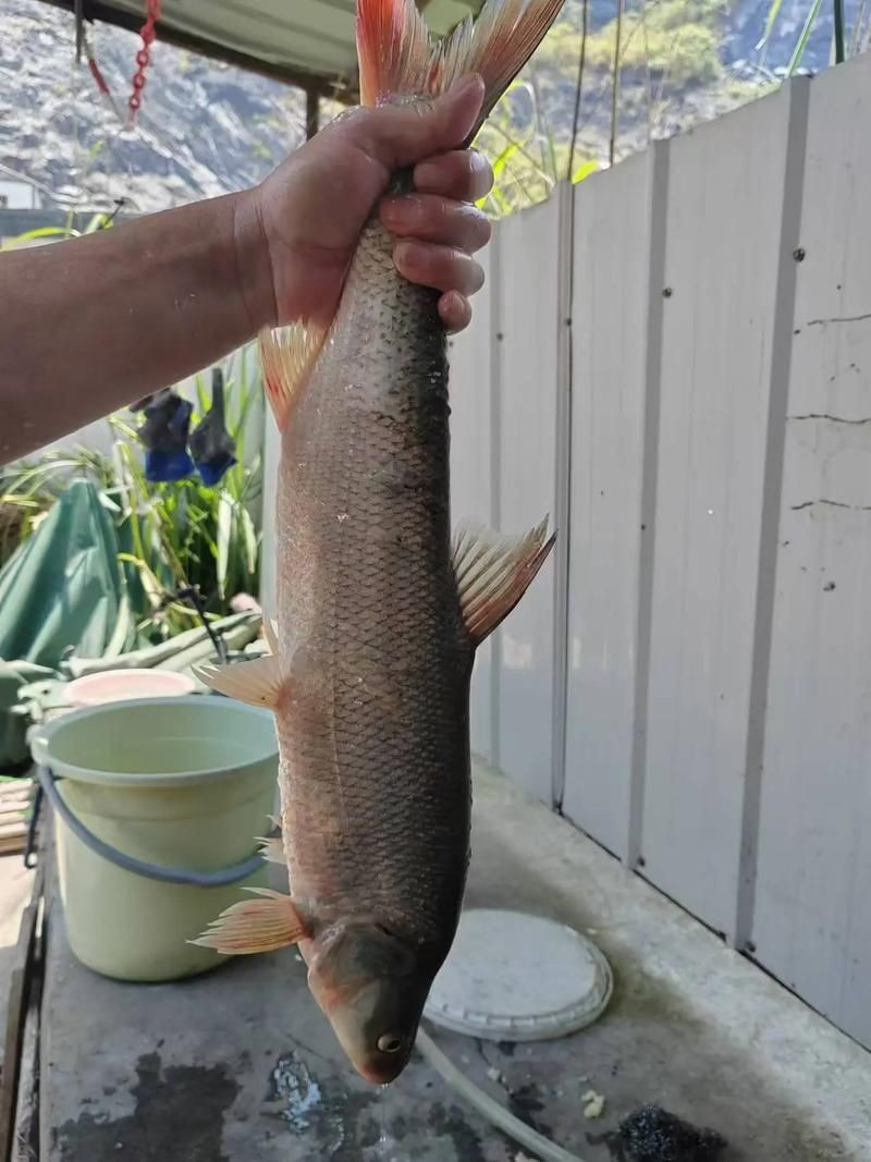 紅尾平克魚圖片