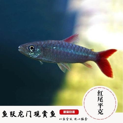 紅尾平克魚圖片