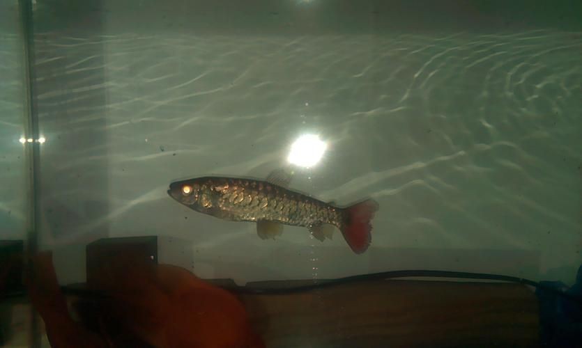 紅尾平克魚圖片