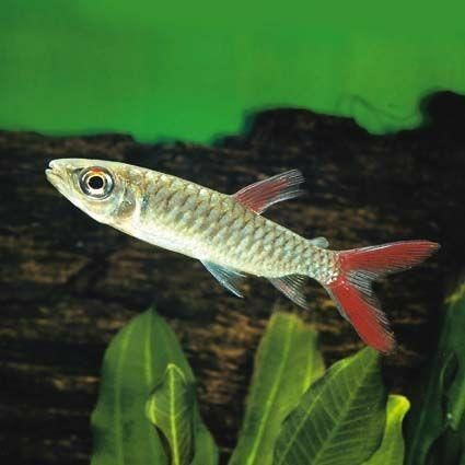 有哪些食物應該避免喂給貴池龍魚，喂養貴池龍魚時，有幾種食物應當避免或謹慎選擇，以確保它們健康