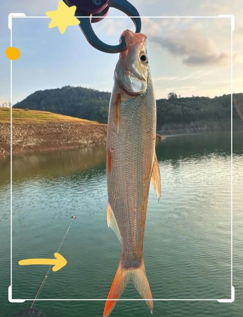 紅尾平克魚圖片