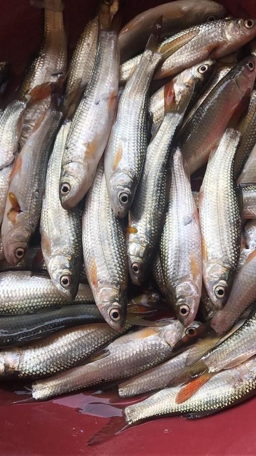 紅尾平克魚圖片