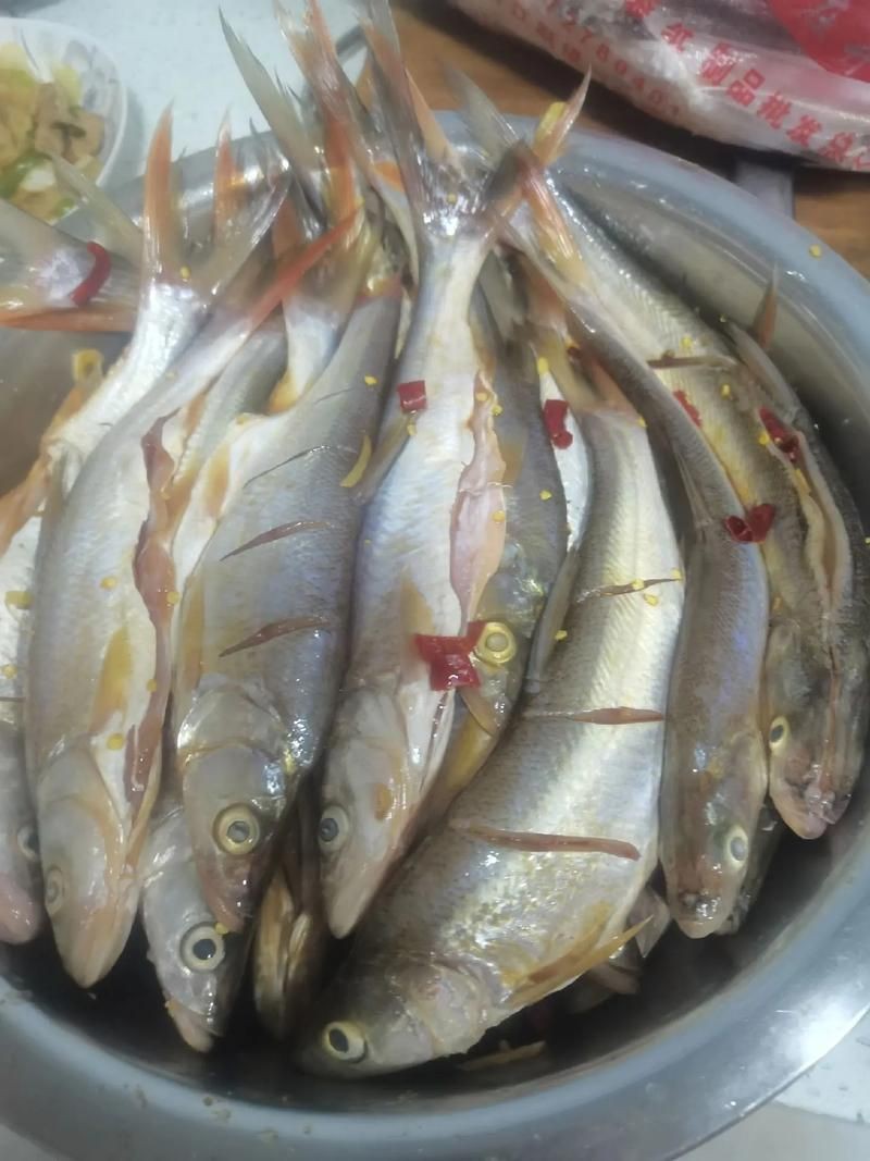 紅尾平克魚圖片