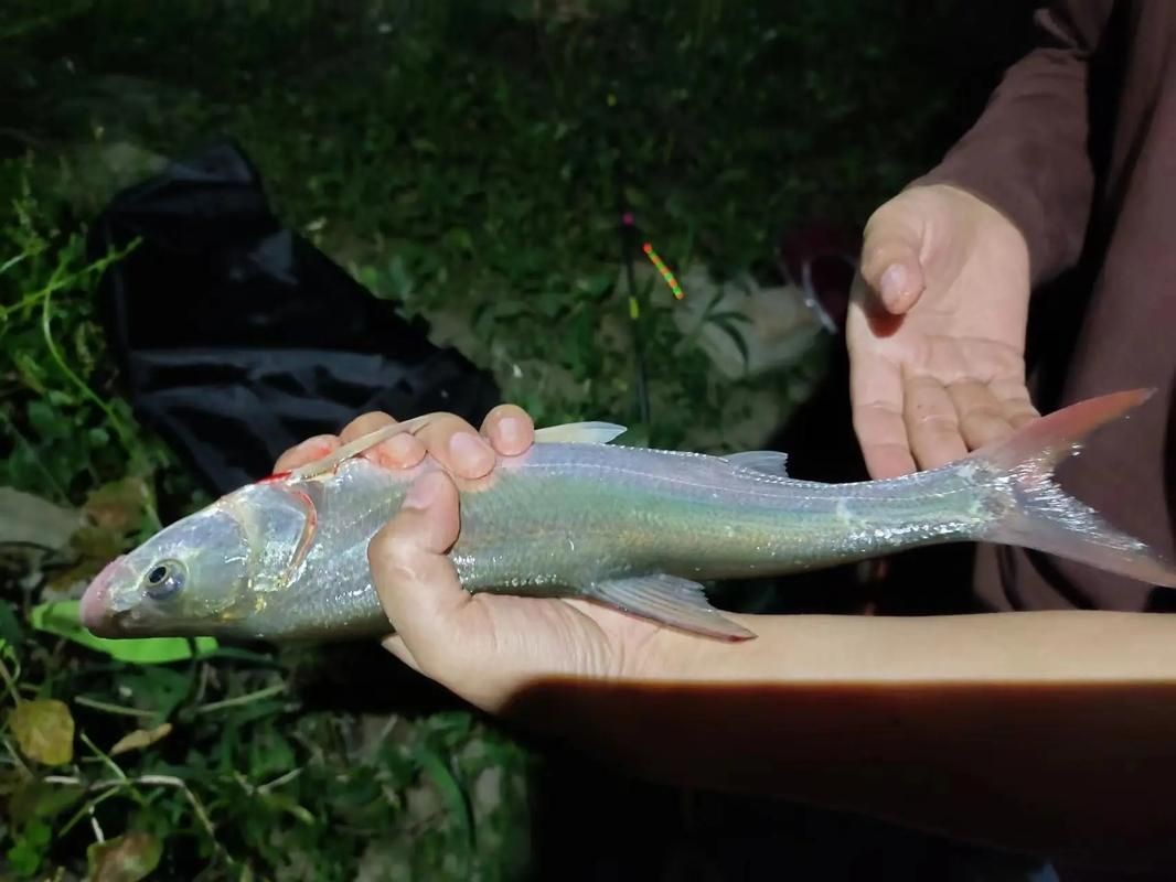 紅尾平克魚圖片