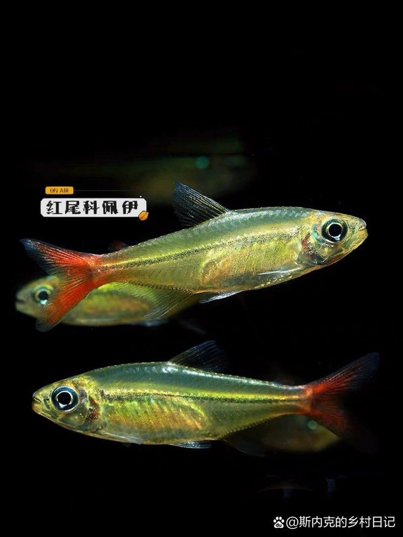 紅尾平克魚圖片