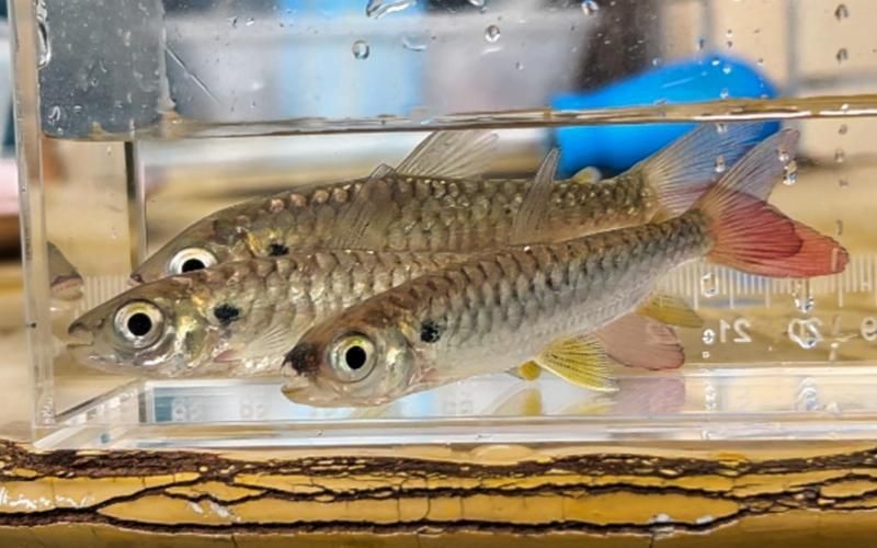 紅尾平克魚圖片